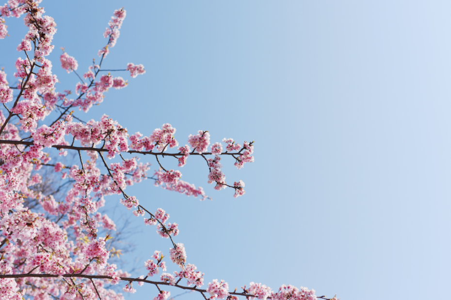 primavera Cuida tus ojos en primavera