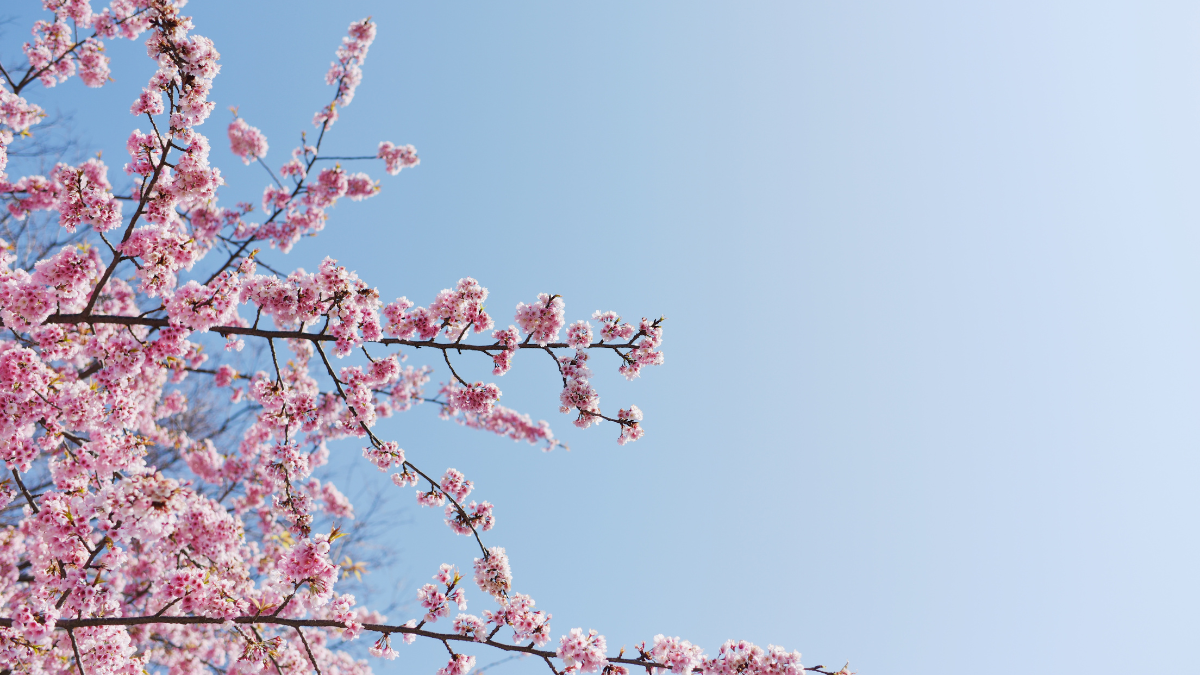 Cuidar els ulls a la primavera